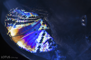 An iridescent healed fissure demonstrates the underlying atomic symmetry, suggesting this formed along a pyramid or rhombohedron face.
