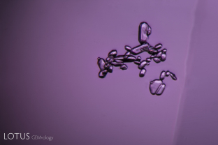 Cluster of small zircon crystals in an untreated purple sapphire from Madagascar. Heat treatment will cause such crystals to become cloudy and more white as the temperature increases. Such zircon crystals are one of the hallmarks of Madagascar sapphires from the central and southern part of the island.