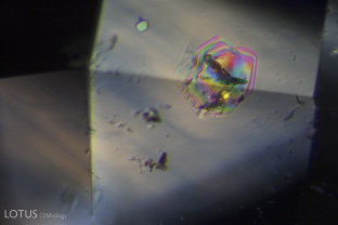 Ghost-like low relief crystals become iridescent when viewed between crossed polars.