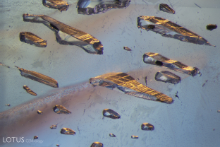 Black graphite crystals are encapsulated in some of the negative crystals in this unheated Sri Lankan sapphire.