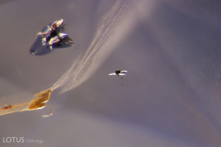 A tiny black uraninite crystal appears to flutter across this untreated sapphire from Sri Lanka.