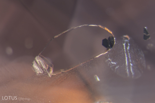 Graphite crystals  within negative crystal in an unheated Ceylon padparadscha.