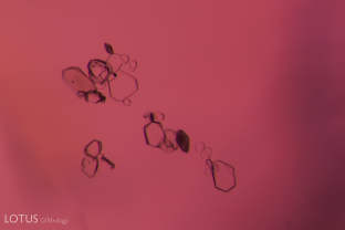 Small hexagonal, transparent, doubly refractive crystals cluster in this spinel from Vietnam.