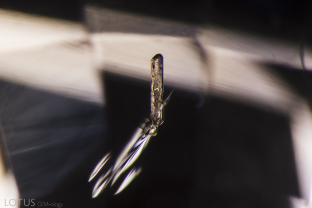 A euhedral crystal is suspended in its unheated sapphire host.