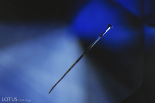 This nail-like growth tube stands in stark contrast against a beautiful blue background.