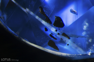 A cluster of dark, irregularly shaped crystals in an untreated Burmese sapphire.