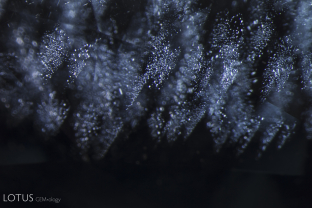 Fine needles and exsolved particles seem to sparkle in this spinel from Sri Lanka.