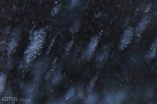 Fine needles and exsolved particles seem to sparkle in this spinel from Sri Lanka.