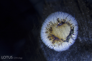 A small crystal with an iridescent thin-film decrepitation halo surrounding it. When a crystal is heated (either by a magma or artificially by human intervention), it expands. Tension is often relieved by a fissure in the weakest direction, the basal plane.