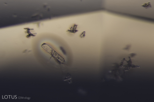 Zircon crystals like these are a common feature in Madagascar sapphire.