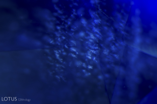 Small snowflake-like inclusions are a common feature in untreated Madagascar sapphire.