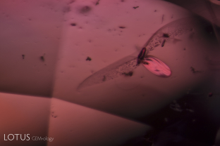 Resembling a large insect, this crystal with a discoid fissure was found in a heat-treated padparadscha sapphire from Madagascar.