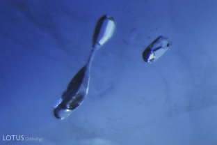 Small “frozen” gas bubbles trapped in place inside negative crystals provide evidence that a stone has been heated, as seen in this example in a basalt-related sapphire.