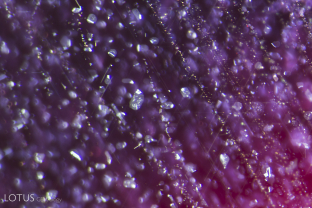 The mottled appearance of the platelets suggests this Mozambique ruby was heated.