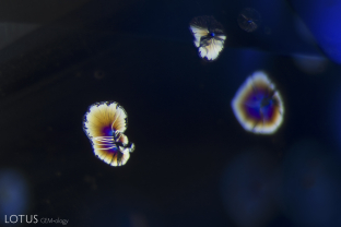 Iridescent discoids are reminiscent of flower petals around tiny crystals in this basalt related sapphire.