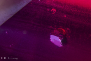 A metallic chalcopyrite crystal shines in this untreated Mozambique ruby.