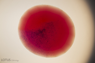 Stones that have been treated with beryllium diffusion often show a color rim around the edge as seen here.