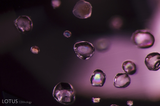 When viewed in crossed polars, these rounded apatite crystals display interference colors that make them look like a cluster of soap bubbles suspended in air.
