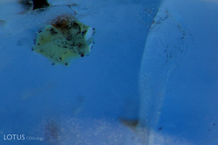 A crystal filled with an unknown yellow substance stands out against its sapphire-blue background.