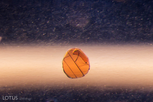 These brown crystals (probably phlogopite mica) show no signs of heat damage in their Sri Lankan sapphire host.