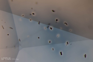 Small crystals with decolorized areas around growth tubes cut through on the surface. The growth tubes have apparently drawn titanium out of solid solution in the sapphire, thus cannibalizing the color.
