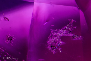 Irregular shaped crystals with small black crystals embedded in them are a common and distinctive feature of rubies from eastern Tajikistan.