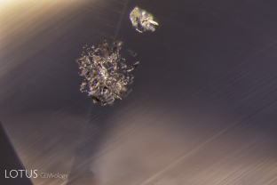 A cluster of small metallic black plates was found in this untreated Sri Lankan sapphire. Microraman analysis in Lotus Gemology’s Bangkok lab showed them to be graphite.