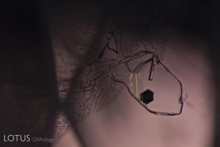 In this negative crystal within an untreated Sri Lanka padparadscha, one can see a hexagonal plate of graphite, along with a needle of diaspore. The undamaged nature of the negative crystal and diaspore needle confirms that the gem has not been heat treated.