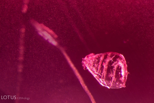 While testing this spinel from Mahenge, Tanzania, we noticed some interesting transparent crystals. Testing with Microraman revealed that this included crystal to be dolomite.