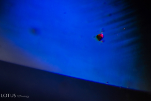 Red pyrochlore crystals like this one, which was identified with microraman spectroscopy, are a common inclusion in basalt-related sapphire.