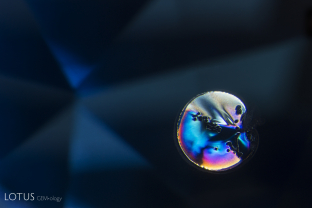 A glassy discoid around a tiny melted crystal provides evidence that this inclusion’s sapphire host has been heated. Specimen courtesy Tristan Knowles.