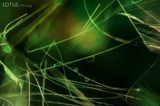 Fibrous “horsetail” inclusions are a distinctive feature of demantoid garnet.