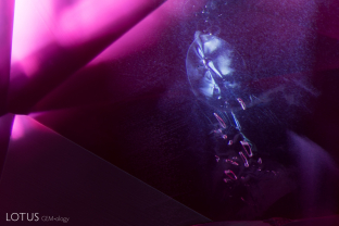 Heat treatment of this pink sapphire has caused small negative crystal inclusions to burst, creating shiny discoid fractures around the crystals.