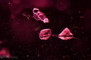 These crystals, cut through on the surface of their spinel host, were identified with micro Raman as magnesite.