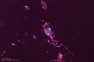 When we saw several metallic crystals in the interior of this spinel we became curious as to their identity. Micro Raman analysis revealed that they are graphite.