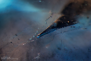 A series of tiny negative crystals surround a much larger one inside this blue sapphire.