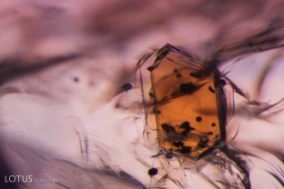A transparent brown phlogopite mica crystal is nestled within this untreated sapphire. Mica is an inclusion commonly found in sapphires from a variety of origins.