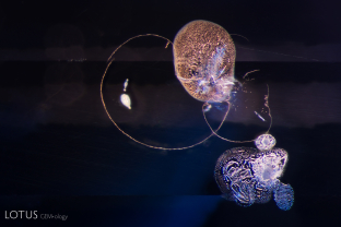 Shiny, glassy discoids and frosted crystals display clear evidence that this sapphire was heated.
