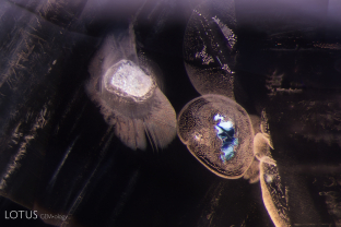 The appearance of a glassy area and the frosty melted crystal here provide evidence that this sapphire was heated to a high temperature. Further testing confirmed that this sapphire was beryllium diffused.