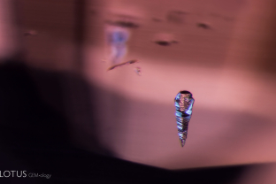 A euhedral apatite crystal cuts a sharp figure in an untreated padparadscha sapphire.