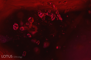 In this ruby from Central Madagascar, we noticed a large number of prismatic crystals that resembled apatite. Micro Raman testing of four cut through on the surface confirmed that they were fluorapatite. Since apatite has yet to be found in rubies from Mozambique, this provides an excellent means of separation.