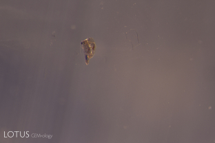 Another common guest mineral in sapphire is phlogopite mica, which is typically brown or orange in color. This example was identified as fluorapatite by micro Raman.
