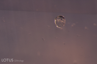 A common guest mineral in sapphire is apatite. These can take on a variety of forms, from rounded balls, such as that shown here, to hexagonal prisms and dog’s tooth shapes. This example was identified as fluorapatite by micro Raman.
