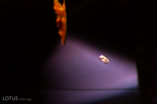 A small white magnesite crystal (confirmed with micro Raman) displays an unusual circle around it in this spinel. We are currently unable to determine the natural of this circular inclusion around the magnesite.