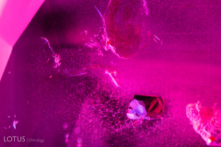 Mozambique ruby is one of the most important stones on the market today. This one contains a beautiful metallic crystal with nice surface markings.