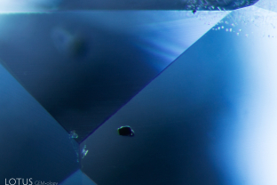 A tiny black crystal was cut through on the surface of this sapphire, Raman spectroscopy identified it as likely being pyrochlore.