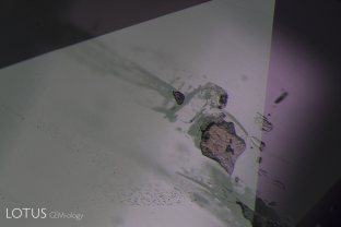 Elongated crystals of a pale brown color were identified via micro Raman as phlogopite mica. Embedded in them were black crystals of primary rutile. Here we can see the phlogopite cut through on the surface.