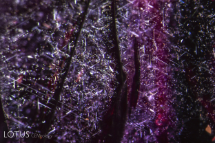 Undissolved rutile silk in a ruby believed to originate from Mozambique’s Montepuez mines.
