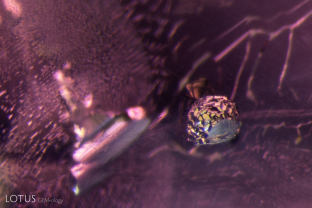 This violet sapphire contained many interesting inclusions, including this rounded metallic crystal. Although we were not able to confirm its identity with Raman spectroscopy, from its appearance we can infer that it’s likely a sulphide.