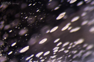 A series of thin-film decrepitation halos decorates the interior of this blue sapphire. We can see that light reflects off them at the same angle.